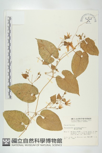 斑花青牛膽藏品圖，第1張