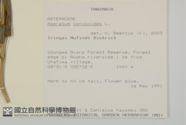 霍香薊藏品圖，第2張