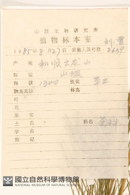 線葉菊藏品圖，第2張