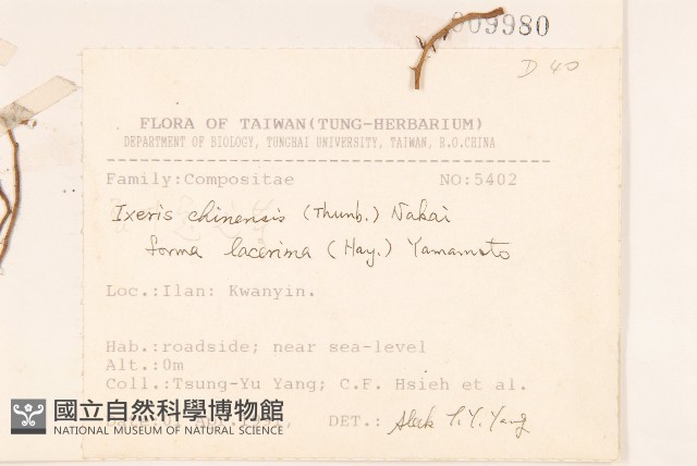 裂葉兔仔菜藏品圖，第2張