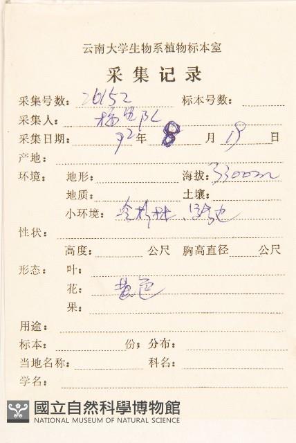 齒裂千里光藏品圖，第2張