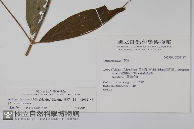 柳葉牛膝藏品圖，第2張