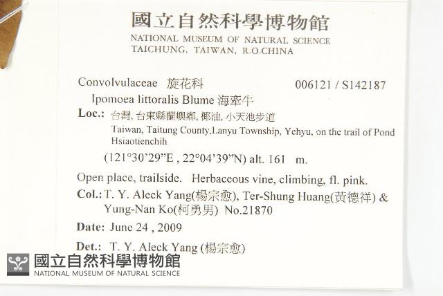 海牽牛藏品圖，第2張