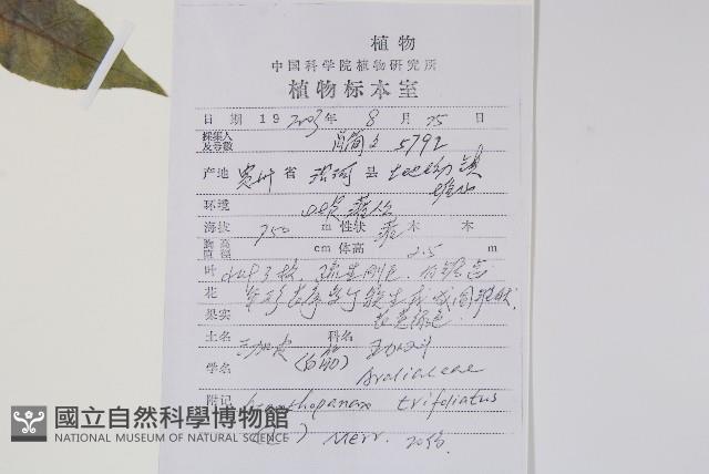 三葉五加、三加皮藏品圖，第2張