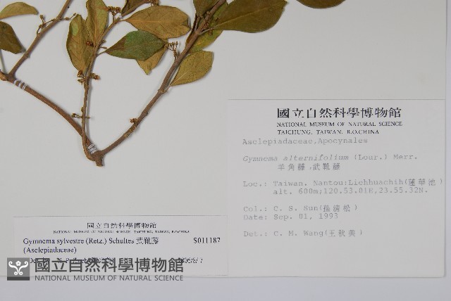 武靴藤藏品圖，第2張
