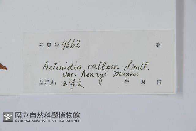 京梨獼猴桃藏品圖，第2張