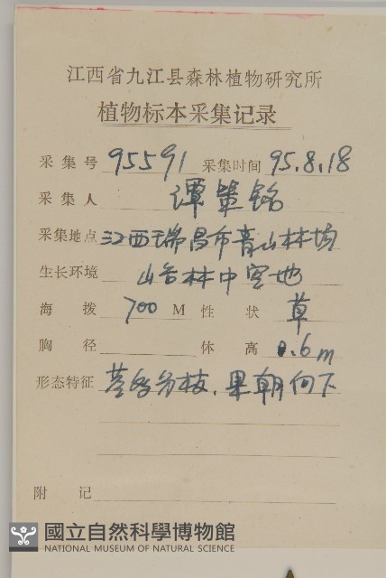 煙管草藏品圖，第2張