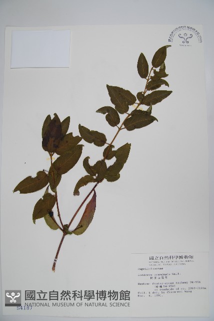 阿里山忍冬、漸尖葉忍冬藏品圖，第1張