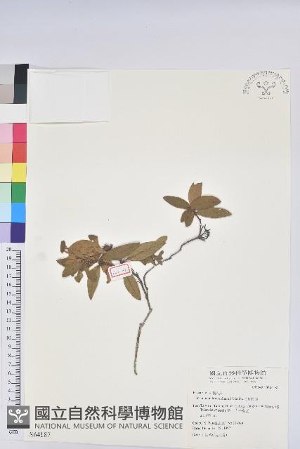 金毛杜鵑藏品圖，第1張