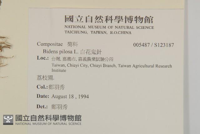 白花鬼針藏品圖，第2張