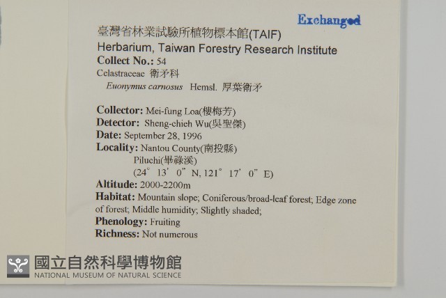 厚葉衛矛, 源一木藏品圖，第2張