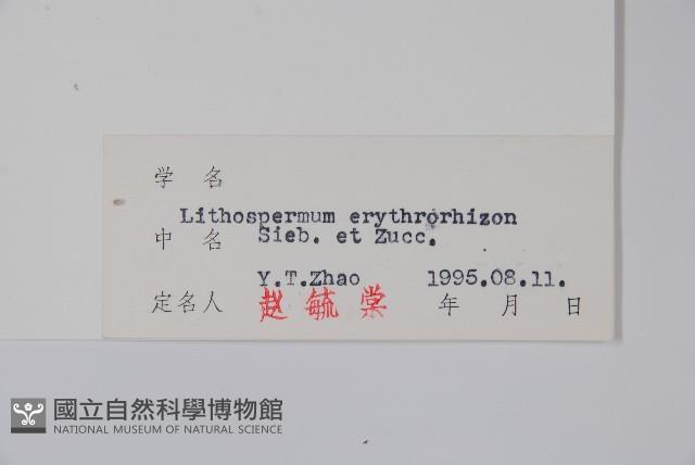 紫草藏品圖，第2張