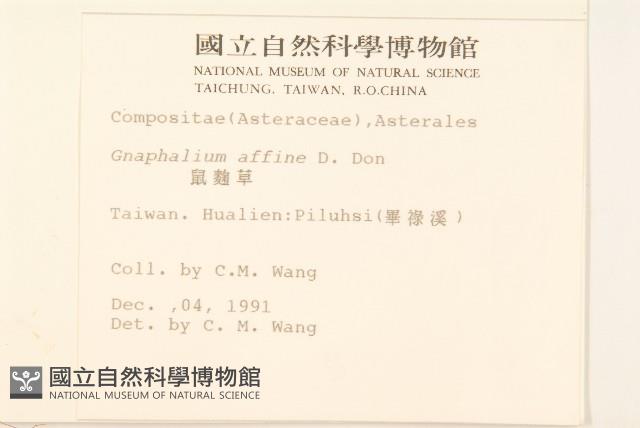 鼠麴草藏品圖，第2張