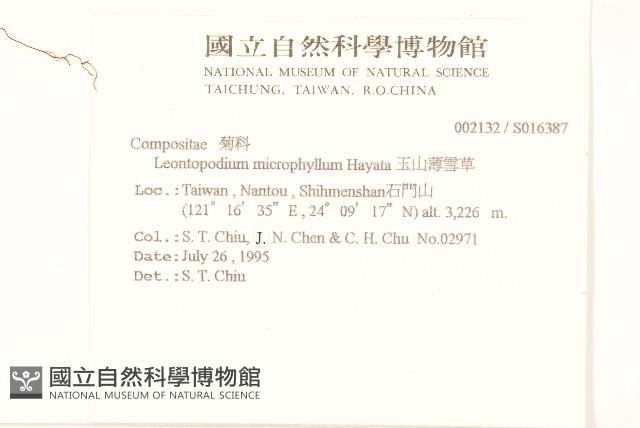 玉山薄雪草藏品圖，第2張