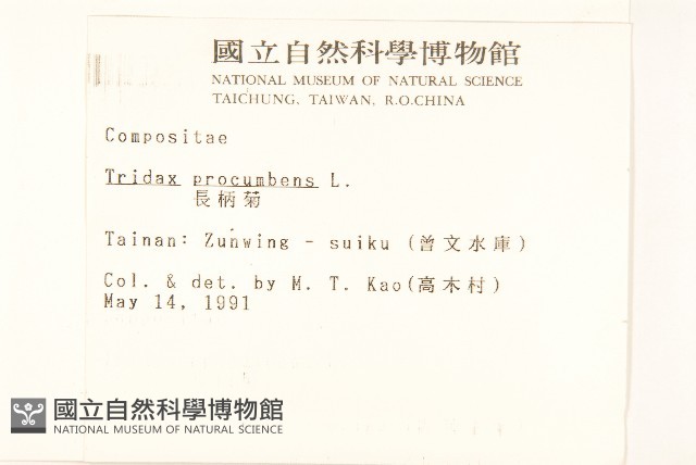 長柄菊藏品圖，第2張