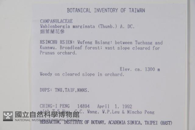 細葉蘭花參藏品圖，第2張