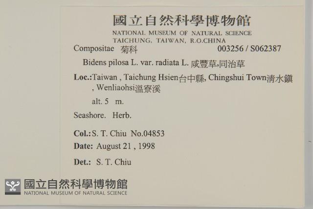 大花咸豐草藏品圖，第2張