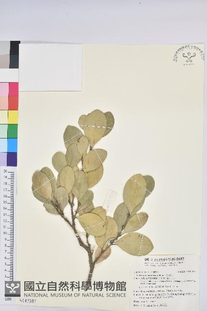 白樹仔藏品圖，第1張