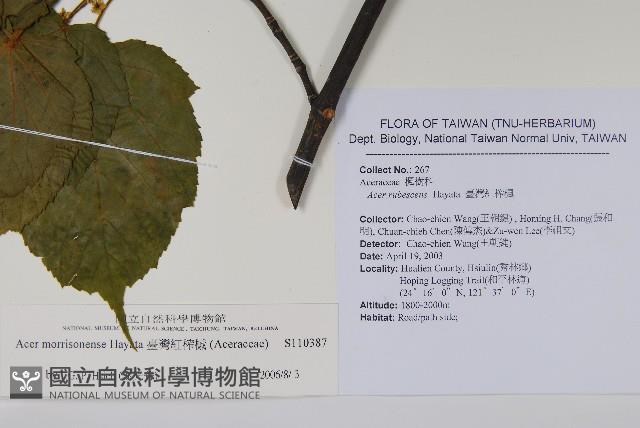 臺灣紅榨槭藏品圖，第2張