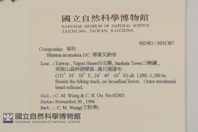 薄葉艾納香藏品圖，第2張