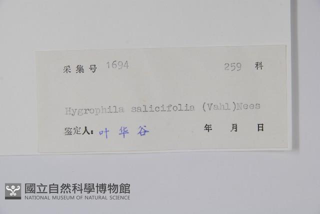 柳葉水蓑衣藏品圖，第2張