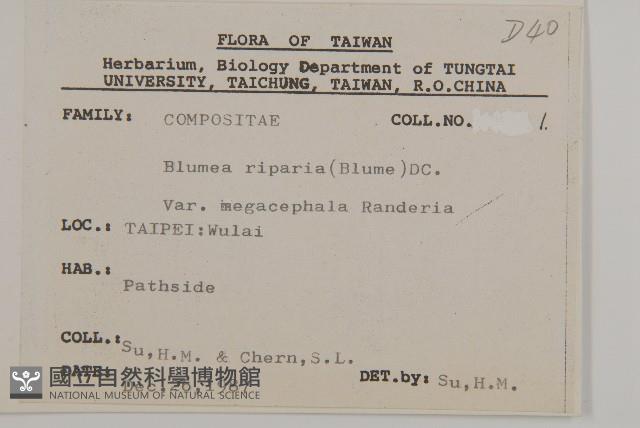 大頭艾納香藏品圖，第2張