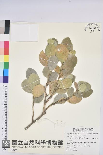 白樹仔藏品圖，第1張