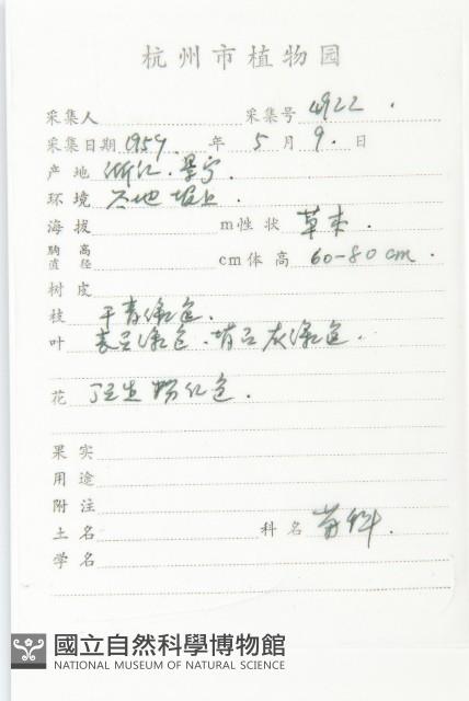 泥胡菜藏品圖，第2張