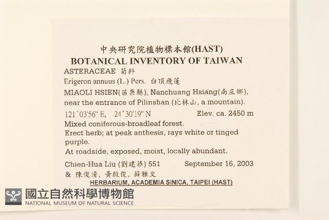 白頂飛蓬藏品圖，第2張