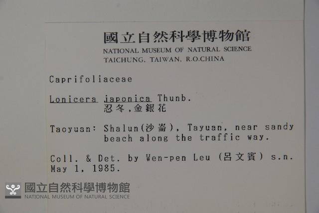 忍冬、金銀花藏品圖，第2張