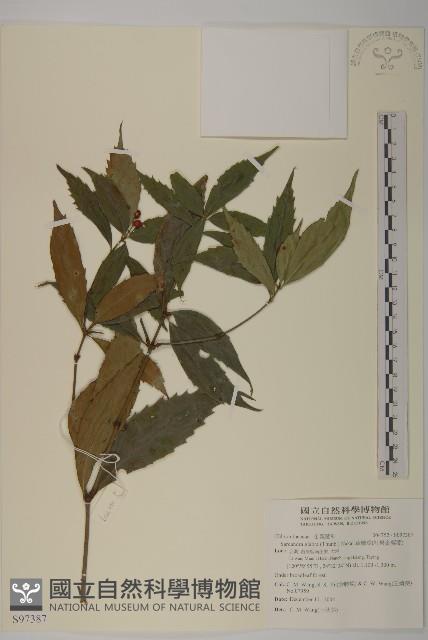 草珊瑚、紅果金粟蘭藏品圖，第1張