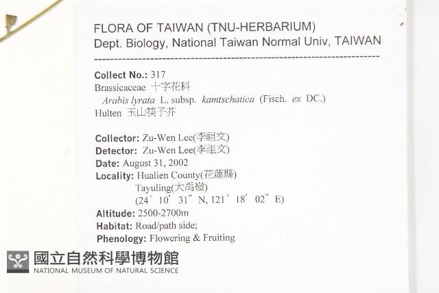 玉山筷子芥藏品圖，第2張