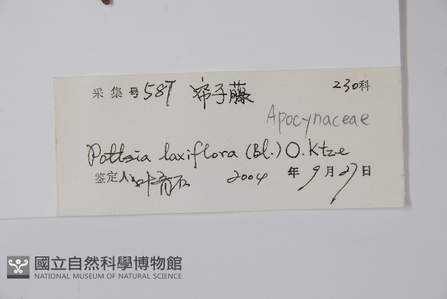 帘子藤藏品圖，第2張