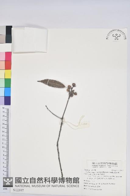 錐果櫟藏品圖，第1張