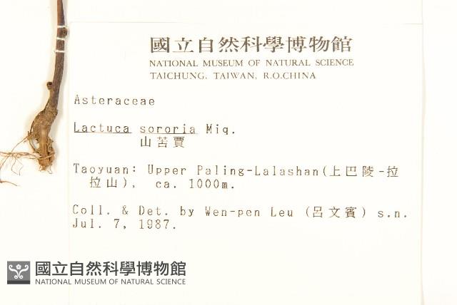 山萵苣藏品圖，第2張