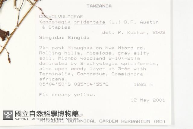 戟葉菜欒藤藏品圖，第2張