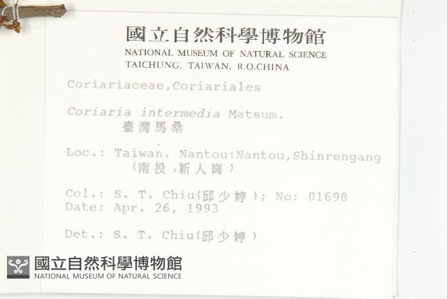 臺灣馬桑藏品圖，第2張