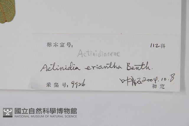 毛花楊桃藏品圖，第2張