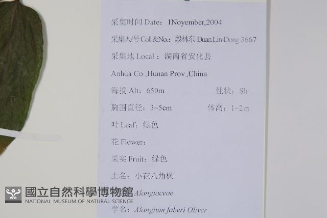 小花八角楓藏品圖，第2張