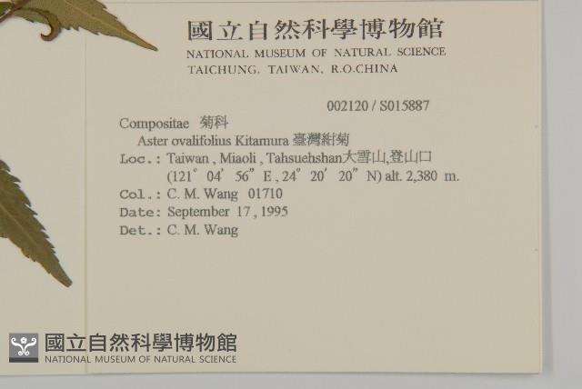 臺灣紺菊藏品圖，第2張