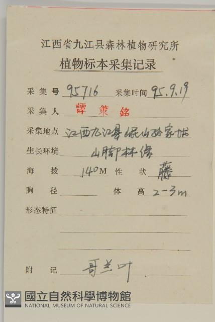 哥蘭葉藏品圖，第2張