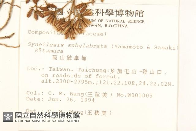 高山破傘菊藏品圖，第2張