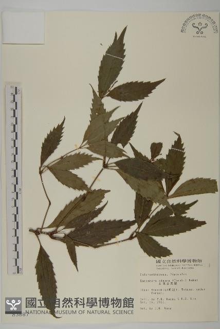 草珊瑚、紅果金粟蘭藏品圖，第1張