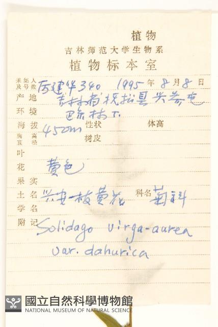 興安一枝黃花藏品圖，第2張