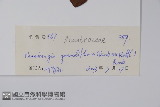 大鄧伯花藏品圖，第2張