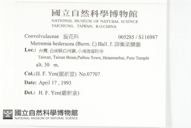 卵葉菜欒藤藏品圖，第2張