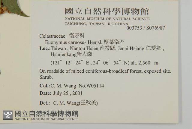 厚葉衛矛, 源一木藏品圖，第2張