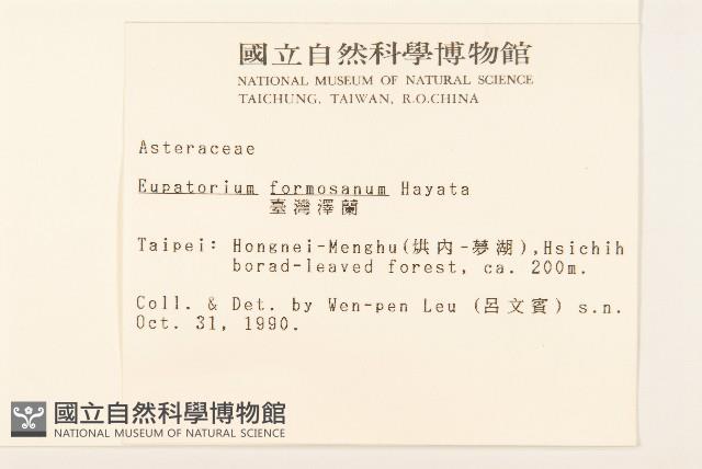 臺灣澤蘭藏品圖，第2張