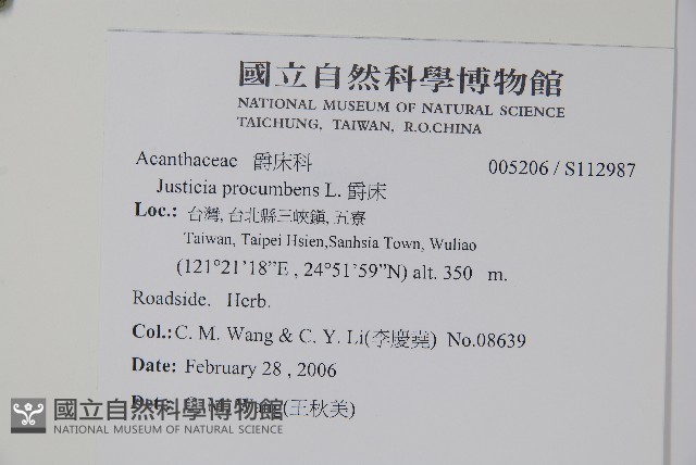 爵床藏品圖，第2張