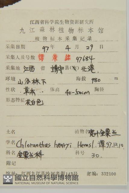 寬葉金粟蘭藏品圖，第2張